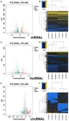 Whole Transcriptome Analysis Revealed a Stress Response to Deep Underground Environment Conditions in Chinese Hamster V79 Lung Fibroblast Cells